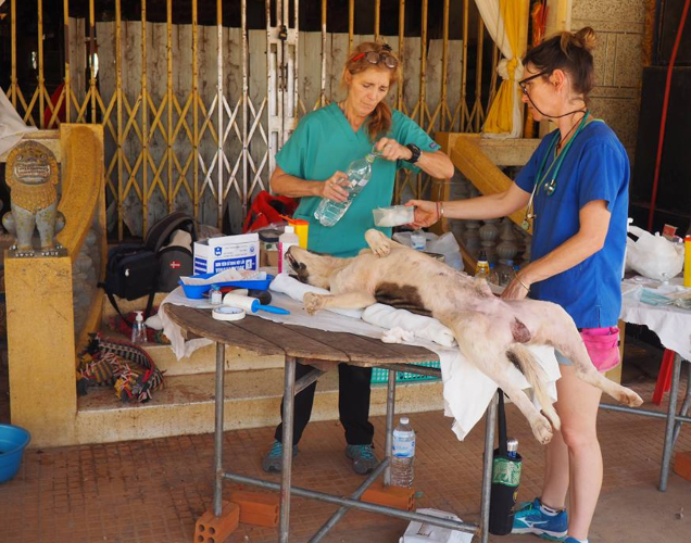 two vets preparing dog for desexing